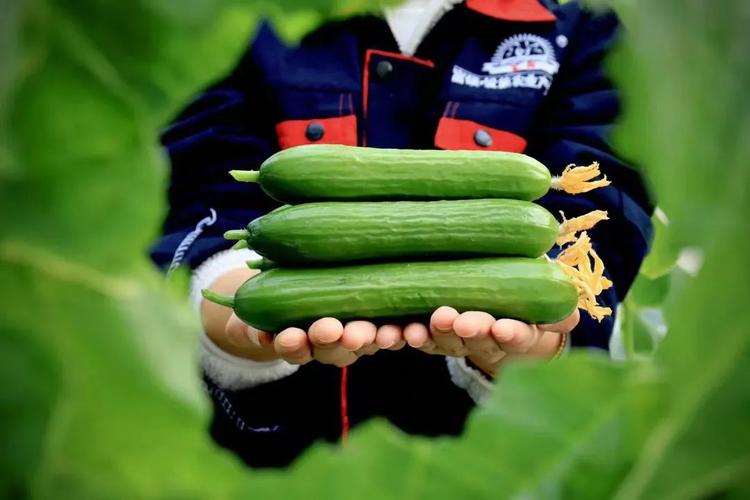 绿色蔬菜鹅蛋红薯红小米这些农产品急求大量收购丨助农直通车第十九期
